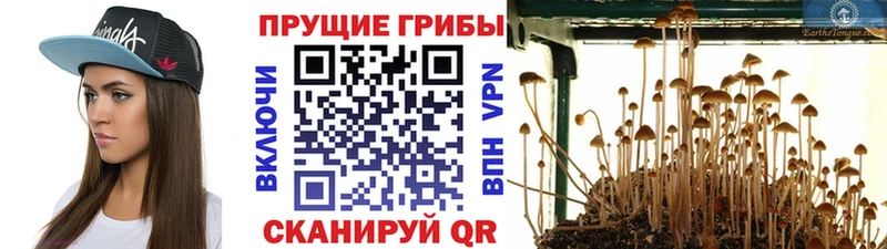 darknet формула  Ейск  Псилоцибиновые грибы Magic Shrooms 